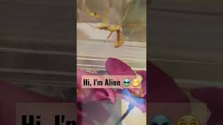 My cute Alien👽💚Stagmatoptera femoralis mantide mantises mantis [upl. by Sidnak]