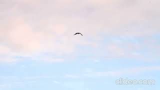 Blackshouldered Kite [upl. by Velasco939]