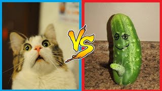 Cats Scared of Cucumbers [upl. by Ecirtnas]