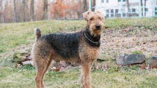 Train Your Airedale Terrier Simple Obedience Tips [upl. by Ide]