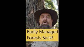 Old Growth VS Second Growth Management Matters [upl. by Suckram]