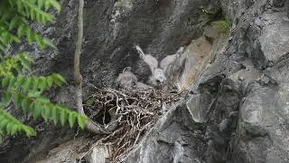 Peregrine Falcon chicks 4 weeks after hatching [upl. by Direj]