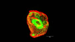 ZEISS Lightsheet Z1  Nemertea pilidium larva ventral view [upl. by Papke]