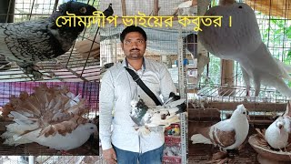 Beautiful Fancy pigeon breeding loft visit of Raju vai kobutor breeding and Trading loft in kakdwip [upl. by Dyrraj398]