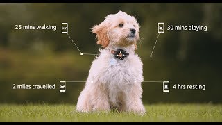 PitPat Dog Activity Monitor amp Dog Exercise Tracker App  2019 [upl. by Janicki94]