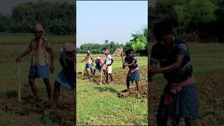 Weeding by Spading in Tomato Field shorts [upl. by Hershell]