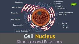 Nucleus  Structure and Function  Basic Science Series [upl. by Benjamen]