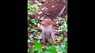 monkeymonkey man trailermonkey quizmonkey app rizzmonkey asmr [upl. by Mackler320]