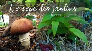 quotPlanterquot le cèpe des jardins dans son potager  forêtjardin  Le strophaire à anneau rugueux [upl. by Elmaleh88]