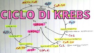 Ciclo di Krebs spiegazione semplice per lesame di biochimica 🍀👌 [upl. by Anafetse]