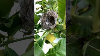 Tiny Hummingbird Nest  No Fuss shorts birdlovers nature [upl. by Thanos]