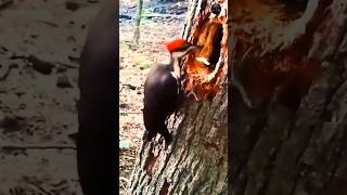 woodpecker নিজের ব্রেইনকে কিভাবে রক্ষা করে [upl. by Adnana]