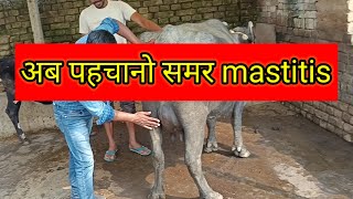 smar mastitis protazoa mastitis treatment of mastitis समर थनैला viralvideo medicalprocedure [upl. by Penman900]