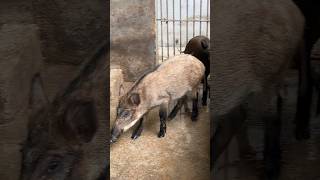 Wild Boar With Water Pipes pig boar viral pigfarmvideo wildboar wildpig hogwart wildlife [upl. by Crawford]