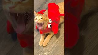 Cat in his big lobster costume orange tabby pet love [upl. by Leticia425]