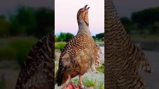 Teetar Ki Awaaz Teetar Ka Shikar teetarkiawaaz animals birds shortvideo teetarshikar shorts [upl. by Initof]