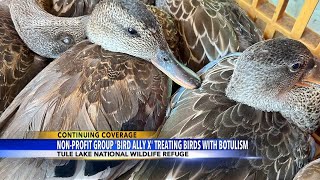 Bird Ally X says it has taken in 1000 birds saved 500 from Tule Lake avian botulism [upl. by Aimekahs]