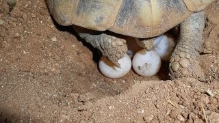 Enfouissement des Oeufs de Tortue dhermann après la ponte [upl. by Etnemelc]