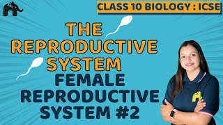 The Reproductive System Class 10 ICSE Biology Chapter 13  Selina  Female Reproductive System 2 [upl. by Dnalro130]