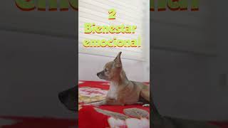 Los 3 grandes beneficios de tener a un perro Chihuahua en casa HolidaysWithYouTube [upl. by Malony432]