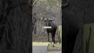 Marloth park bush escape krugernationalpark weekendgetaway wildlifeadventure vlog [upl. by Gaidano]