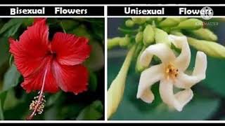 difference between unisexual and bisexual flowers 🌼🌼 ।।class 10 science।। ssc preparation ।।biology [upl. by O'Connor832]