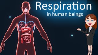 Respiration Life Process 3d animated explanation 10th class  Science [upl. by Aisya]