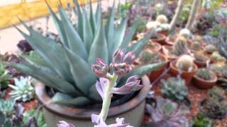 International Peace Garden Cacti [upl. by Naik]