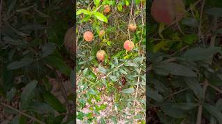 quotCaptivating Anaar Pomegranate Fruiting  Nature’s Bounty 🌱🍈quot urbanfarmingadventure fruit [upl. by Eyma793]