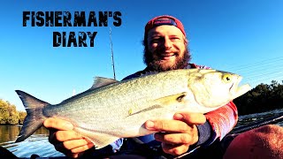 INSANE Bulimba Creek Sesh Jewfish Tailor Flathead Grunter  Fishermans Diary Ep 676 [upl. by Nove654]