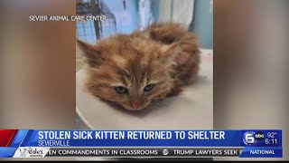 Stolen Sick Kitten Returned to Shelter [upl. by Ok]