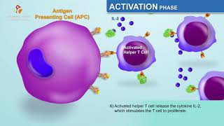 The Humoral Immune Response  Immunology Animations [upl. by Saddler]