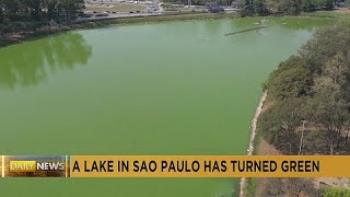 A lake in Sao Paulo turns green due to algae bloom [upl. by Nylatsyrc]