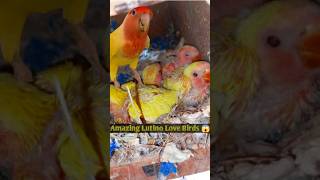 Lutino lovebird breeding progress birdslovebirdsparrot [upl. by Buschi922]