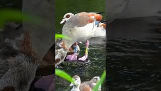 Egyptian goose family Egyptian Geese call amp sounds part2 [upl. by Ronda]