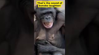 Bonobo Laughs [upl. by Sink45]