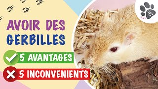 5 Avantages VS 5 Inconvénients d’Avoir Des Gerbilles [upl. by Ecyar]