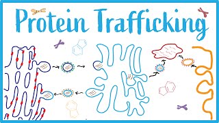 Protein Trafficking ICell Disease Clathrin Vesicular Transport amp Protein Modifications [upl. by Pantia150]