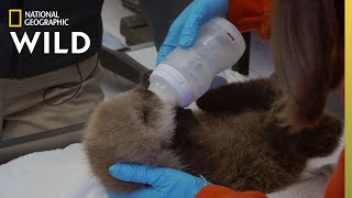 Nursing a Sea Otter Pup Back to Health  Alaska Animal Rescue [upl. by Denys]