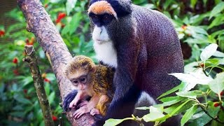 Primates Exotic monkeys De Brazzas monkey at the ZOO Primate guenon [upl. by Gustafsson]