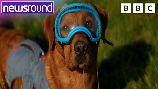 A Dog with a job to protect Puffins  Strange news  Newsround [upl. by Xever]