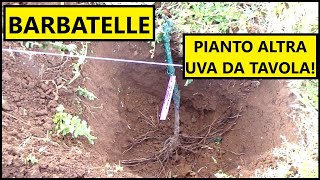 Ho piantato altre BARBATELLE di vite nellorto con il METODO TRADIZIONALE  Tutorial Agricoltura [upl. by Caton]