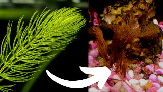 DOWNSIDES of Hornwort Watch This BEFORE YOU BUY HORNWORT [upl. by Jolie354]