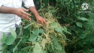 cuscuta total stem parasites heterotrophic plant dodder by biology wallah unique [upl. by Cassella]