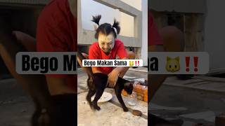 Bego Makan Sama Kucing 🐱⁉️ [upl. by Atinat]