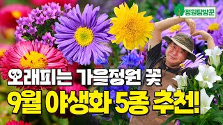 오래 피는 가을 정원 꽃 9월 야생화 5종 추천 지금 꼭 심으세요 [upl. by Rednal]