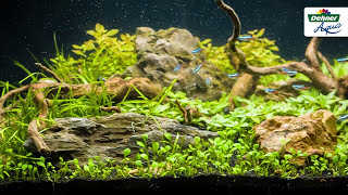 Kleines Aquarium einrichten 🐠 Aquarium bepflanzen 🌿 Dehner Aqua Start 60 [upl. by Nosreg]