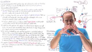 Metabolism of highdensity lipoproteins HDLs [upl. by Antoinette]