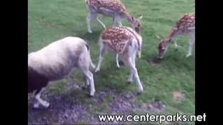 Center Parcs  36  Park de Haan  visite de Plopsaland et ses animaux [upl. by Sabian]