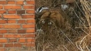 Siberian tiger attacks Chinese villager damages car [upl. by Ennyletak837]